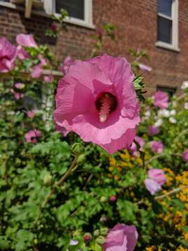 Imagem de Hibiscus syriacus L.