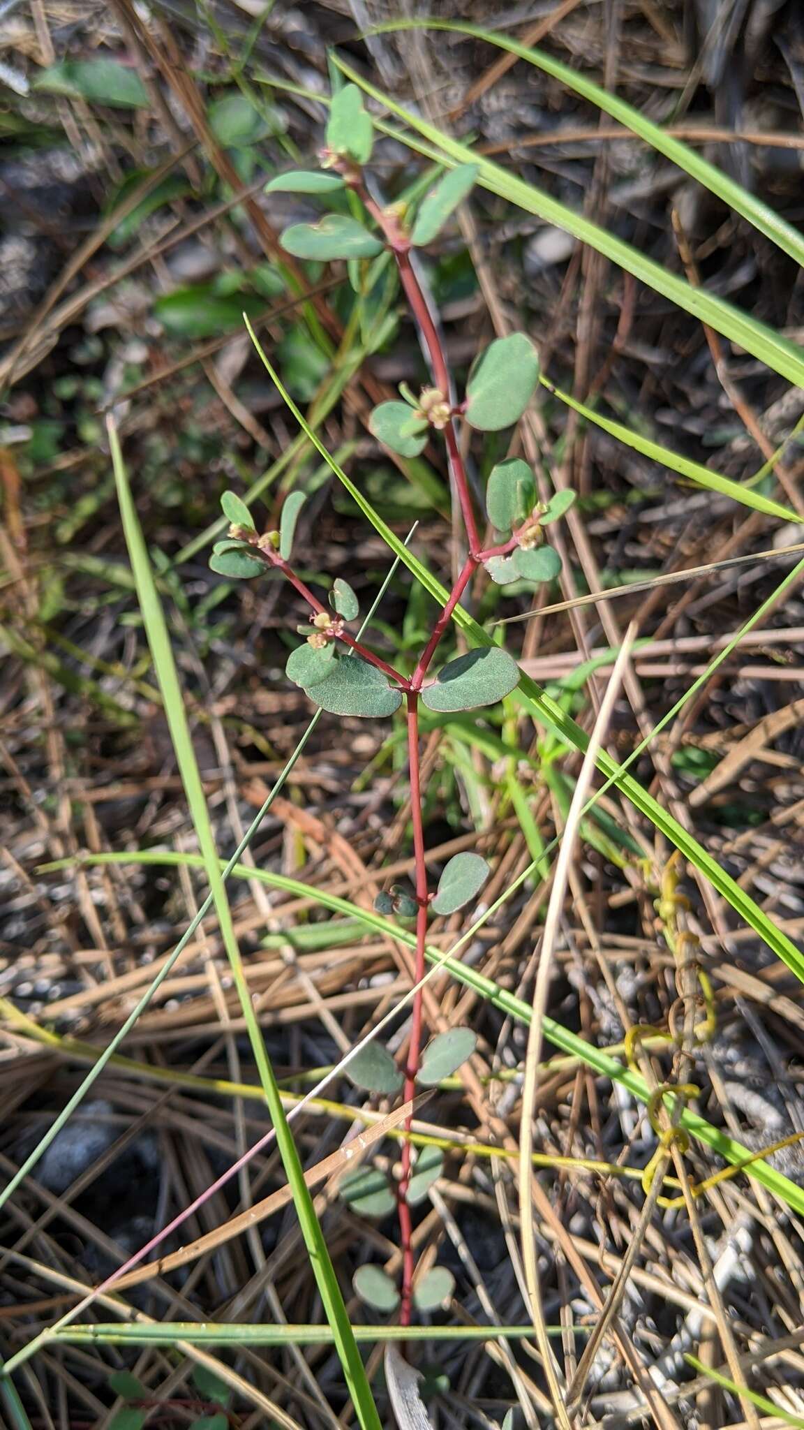 Слика од Euphorbia porteriana (Small) Oudejans