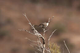 Image of Chestnut-crowned Babbler