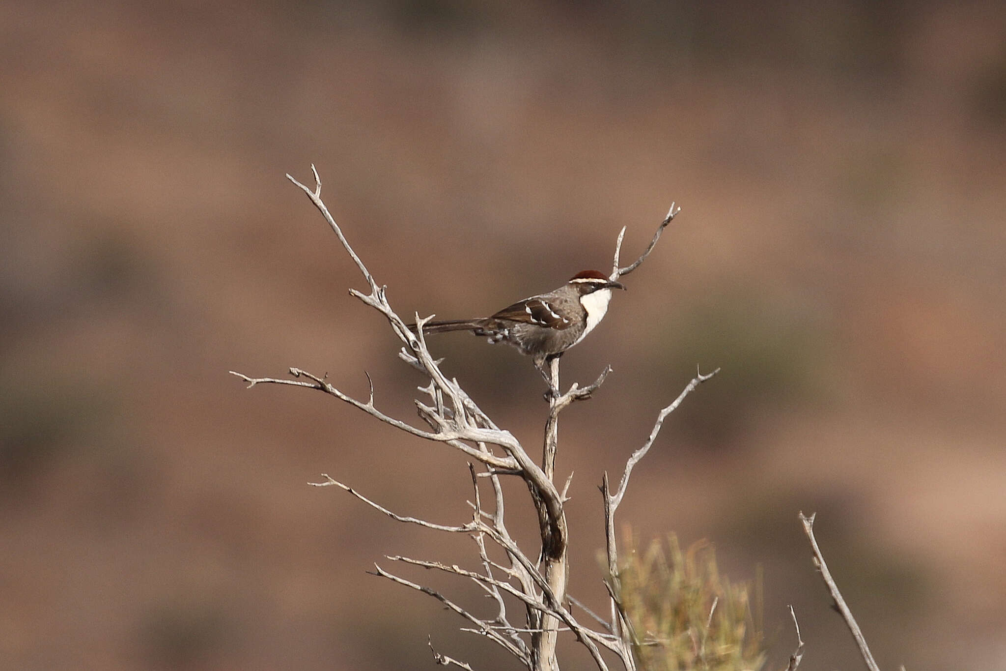 Image of Chestnut-crowned Babbler