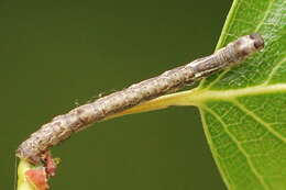 Слика од Plagodis pulveraria Linnaeus 1758