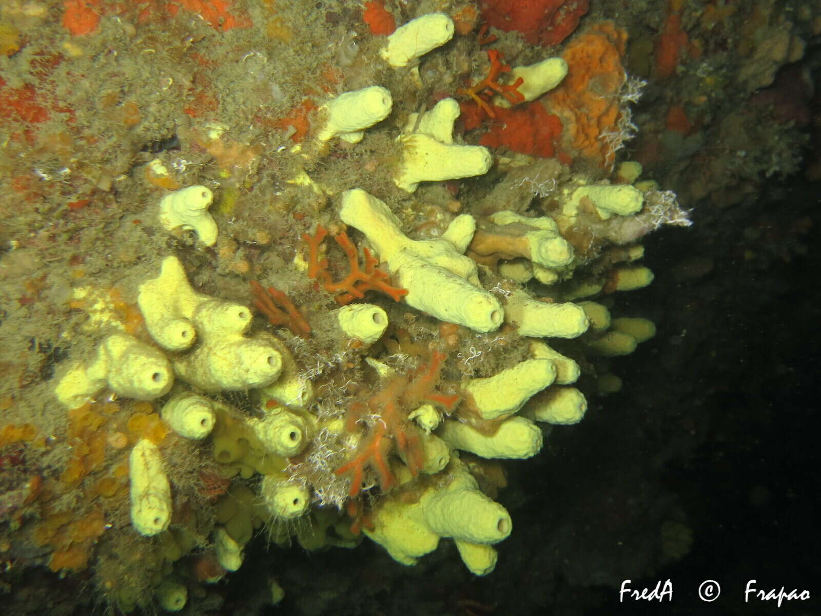 Image of yellow cave-sponge