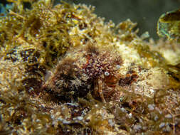 Image of red-striped hermit