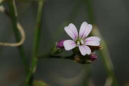 صورة Petrorhagia saxifraga subsp. saxifraga