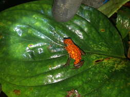 Image of Pichincha poison frog