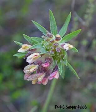 Image of Anthyllis vulneraria subsp. rubriflora (DC.) Arcang.