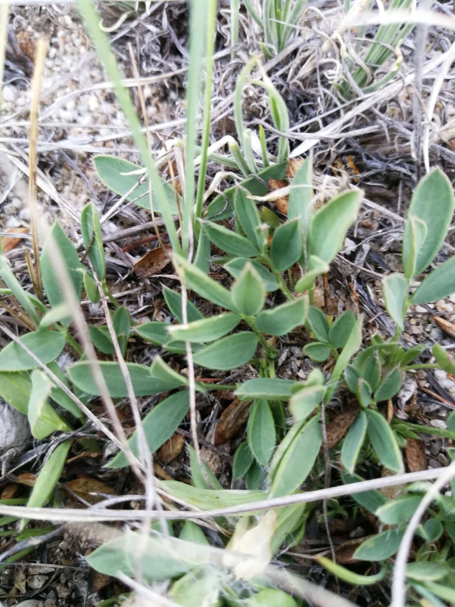 Plancia ëd Oxytropis triphylla (Pall.) Pers.