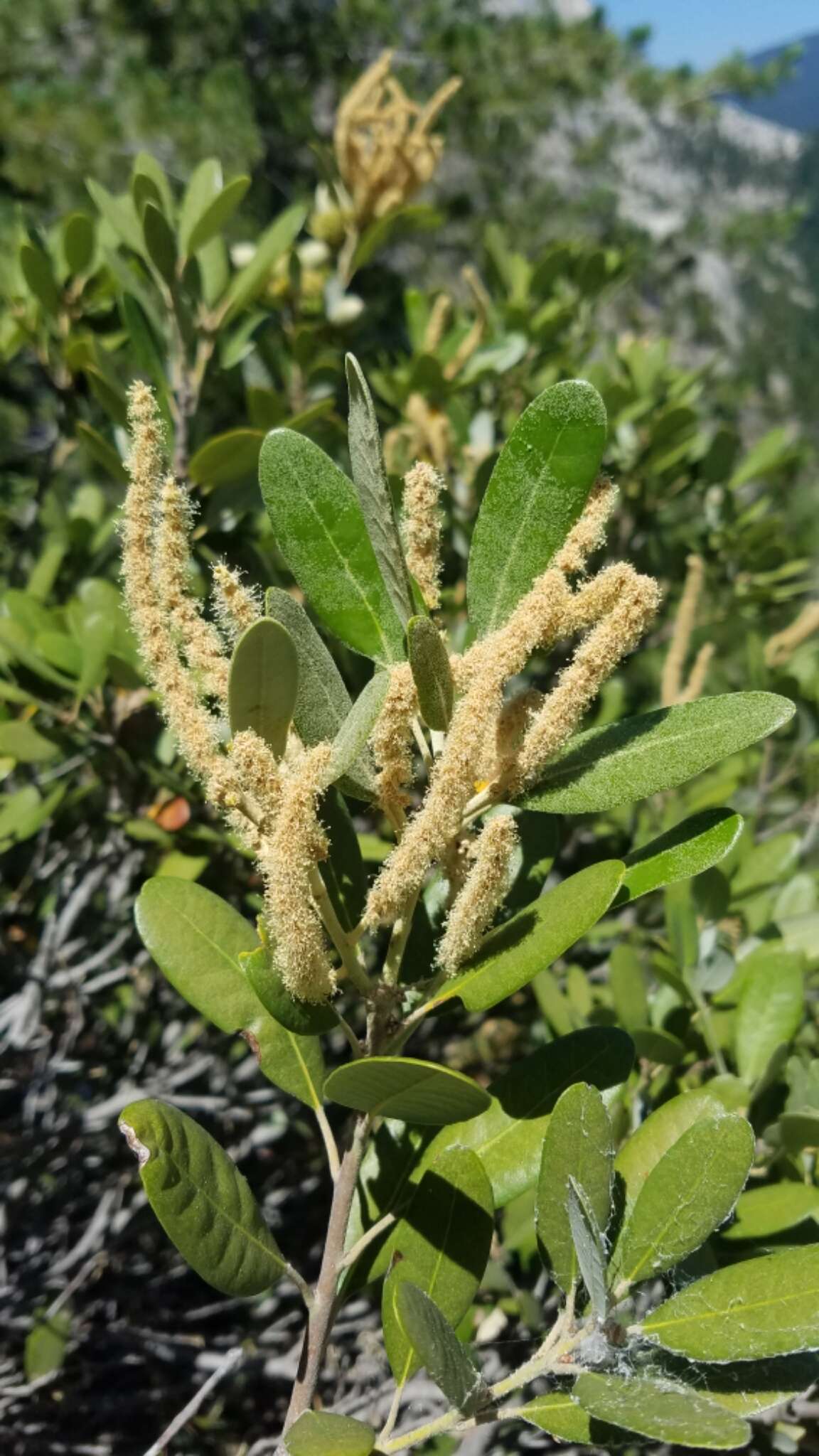 Imagem de Notholithocarpus densiflorus var. echinoides (R. Br. ter) Manos, Cannon & S. H. Oh