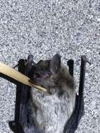 صورة Myotis yumanensis (H. Allen 1864)