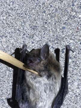 Image of Yuma Myotis