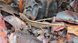 Image of Anolis anchicayae Poe, Velasco, Miyata & Williams 2009