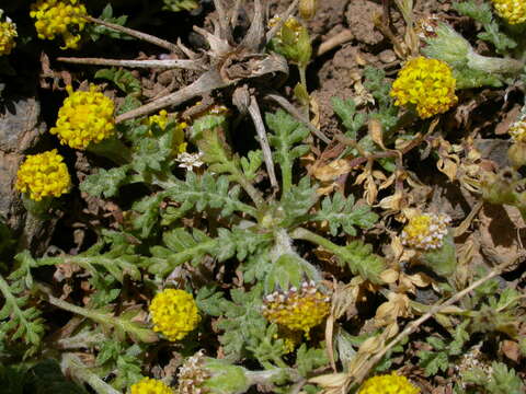 Image of Anthemis rigida subsp. rigida