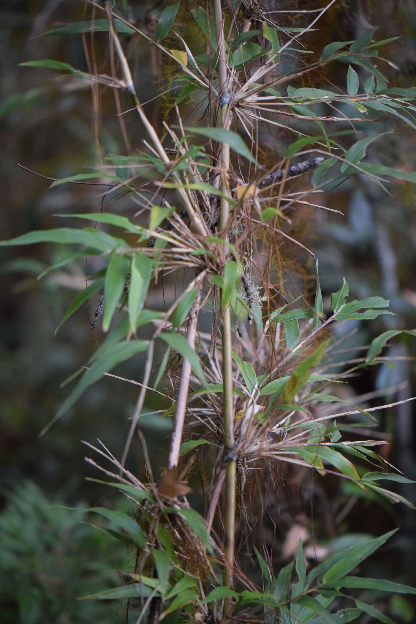 Image of Chusquea aperta L. G. Clark