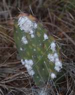 Image of Cochineal scale