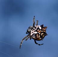 Image of Spiny orb-weavers