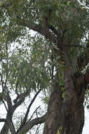 Image de Eucalyptus leptophleba F. Müll.