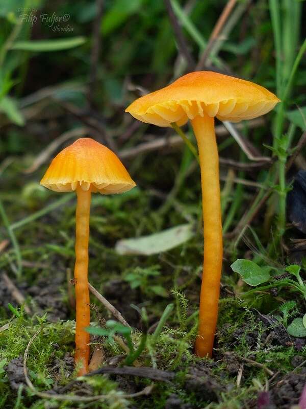 Image of Hygrocybe mucronella (Fr.) P. Karst. 1879