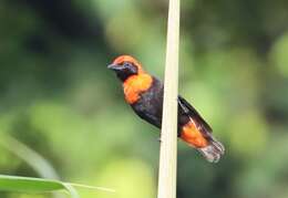 Слика од Malimbus scutatus (Cassin 1849)