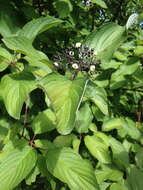 Image of redosier dogwood