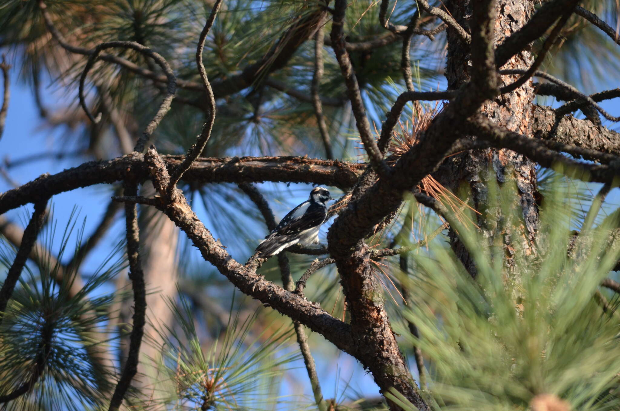 Dryobates pubescens leucurus (Hartlaub 1852) resmi