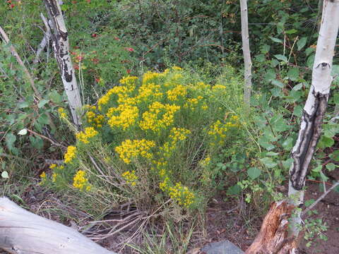 Слика од Chrysothamnus viscidiflorus (Hook.) Nutt.