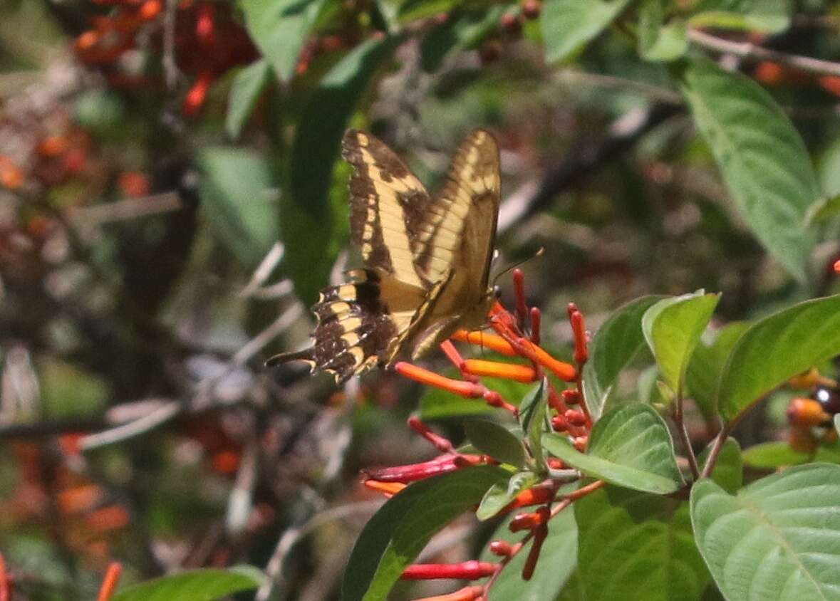 Image of Schaus' Swallowtail