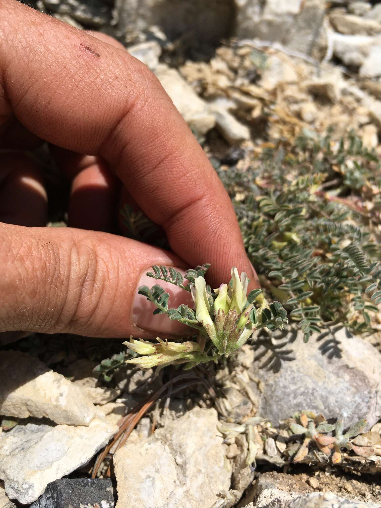 Astragalus lentiginosus var. ineptus (A. Gray) M. E. Jones的圖片