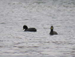 Image of Red-gartered Coot