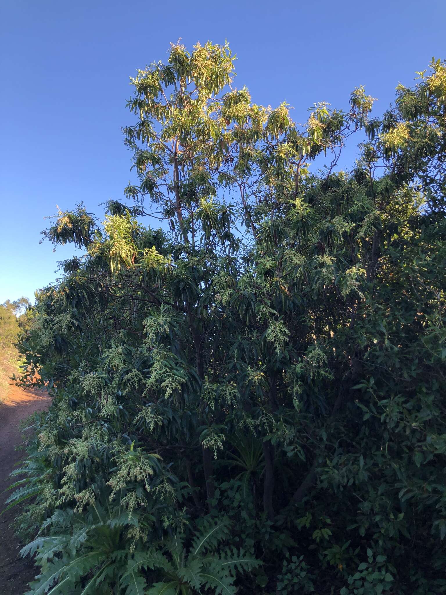 Imagem de Arbutus canariensis Duham.