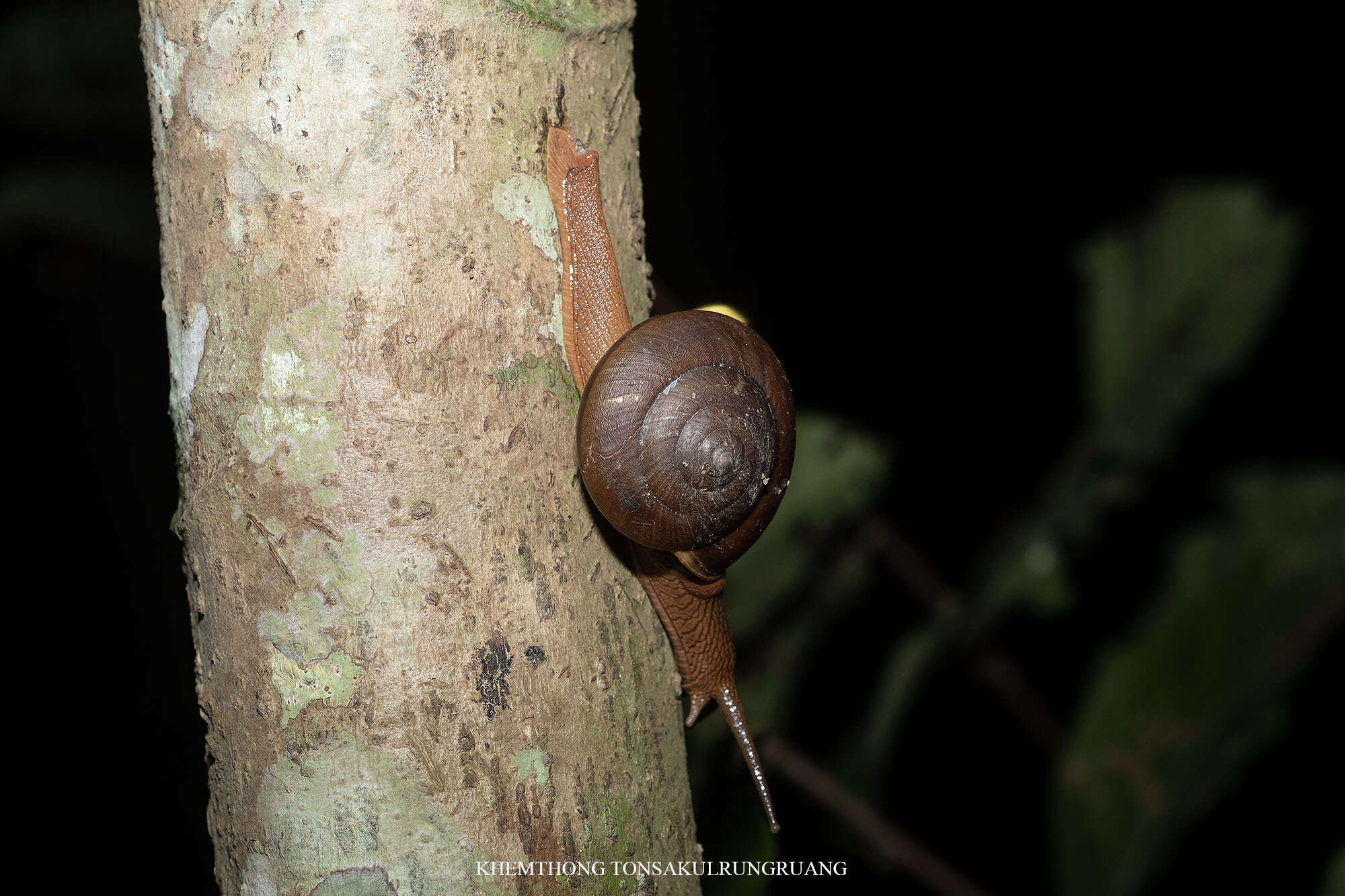 Image of Hemiplecta humphreysiana (I. Lea 1841)