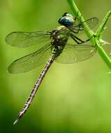 Image of Blue-faced Darner