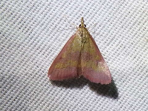 Image of Southern Purple Mint Moth