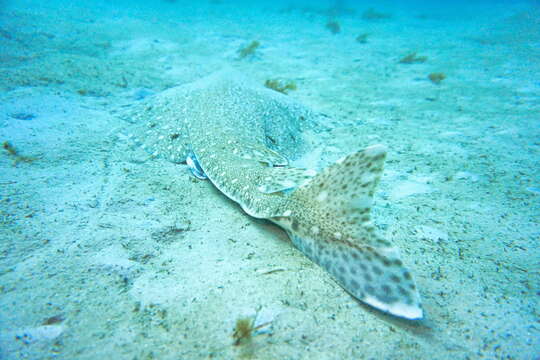 Image of Australian Angel Shark