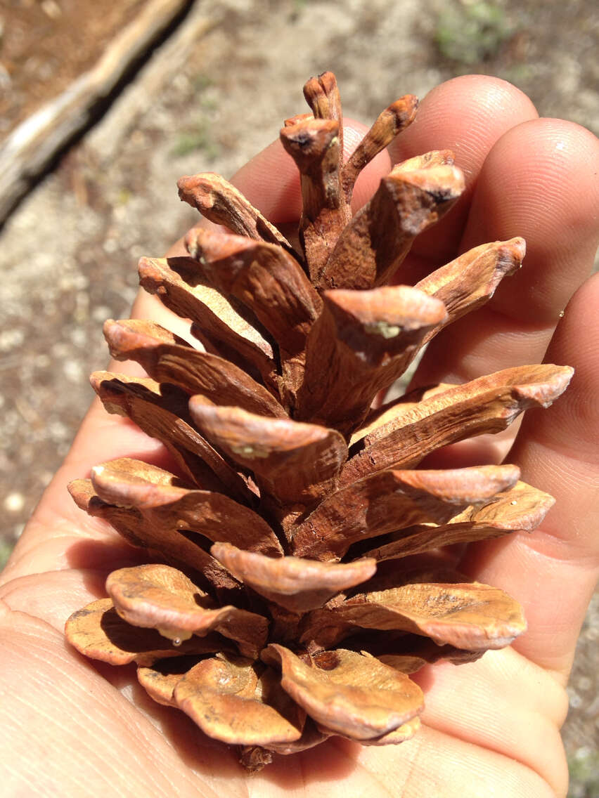 Image of foxtail pine