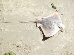 Image of Southern Eagle Ray