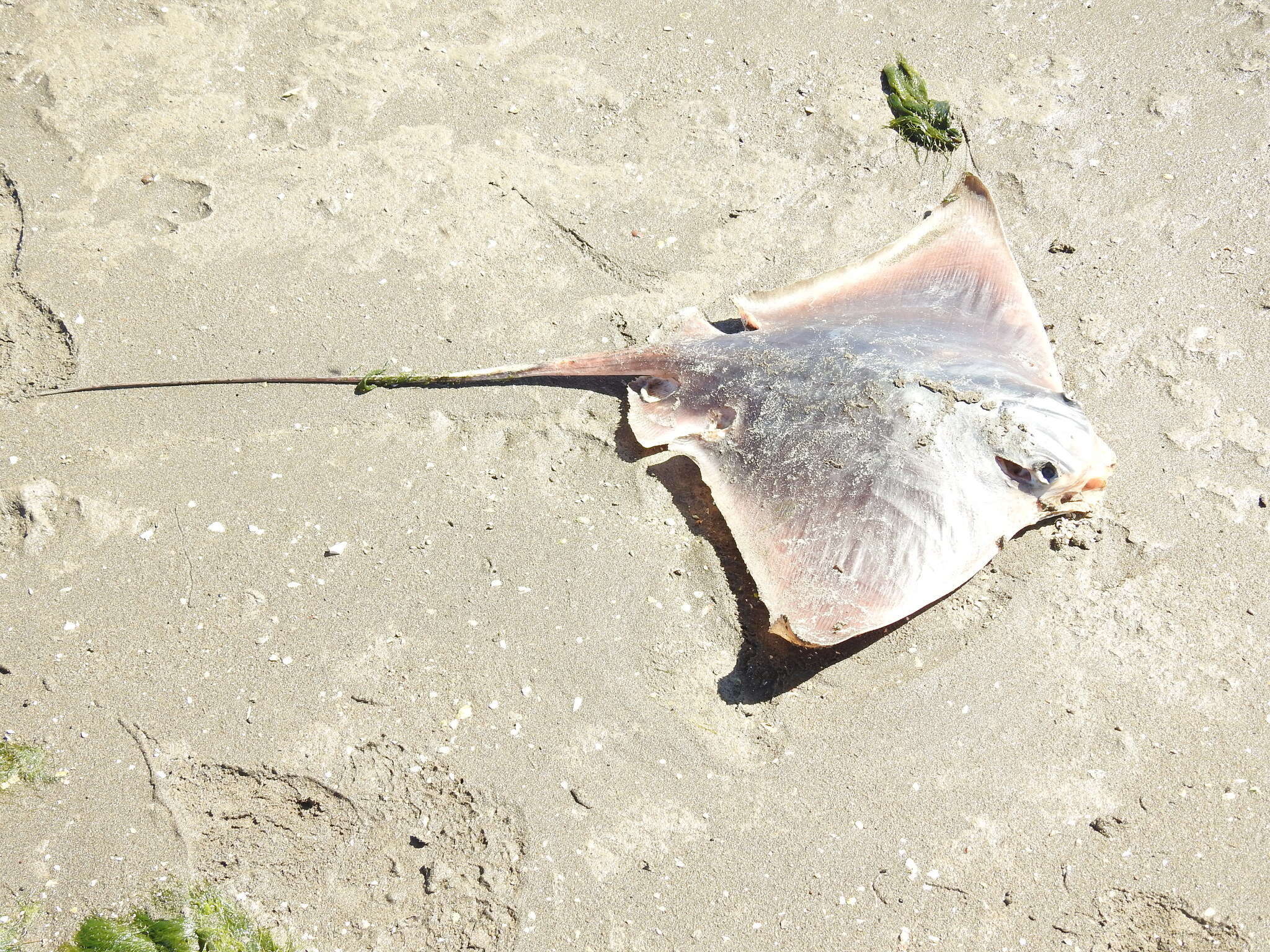 Image de Aigle de Mer du Sud