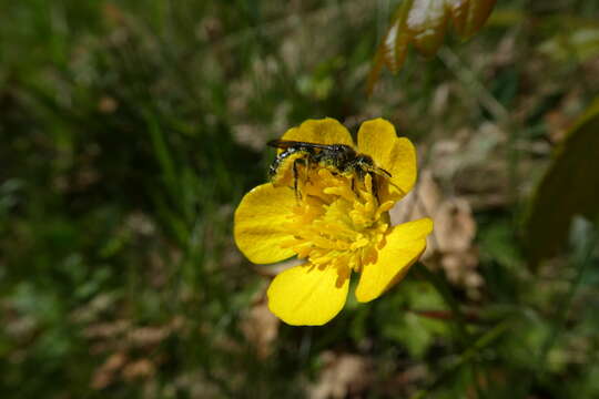 Imagem de Chelostoma florisomne (Linnaeus 1758)