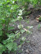 Слика од Marrubium catariifolium Desr.