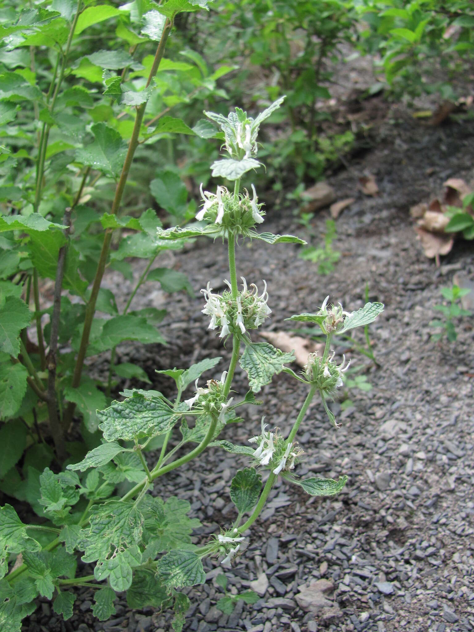 Plancia ëd Marrubium catariifolium Desr.