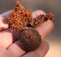 Image of Large-fruited fig