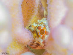 Image of Coral scorpionfish