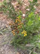 Слика од Schistostephium crataegifolium (DC.) Fenzl ex Harv. & Sond.