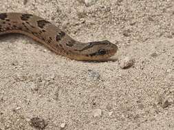 Image of Spotted Night Adder