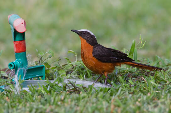 Image of White-crowned Robin-Chat