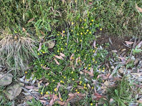 Image of Goodenia hederacea subsp. alpestris (K. Krause) R. Carolin