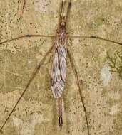 Image of Tipula (Vestiplex) longiventris Loew 1863