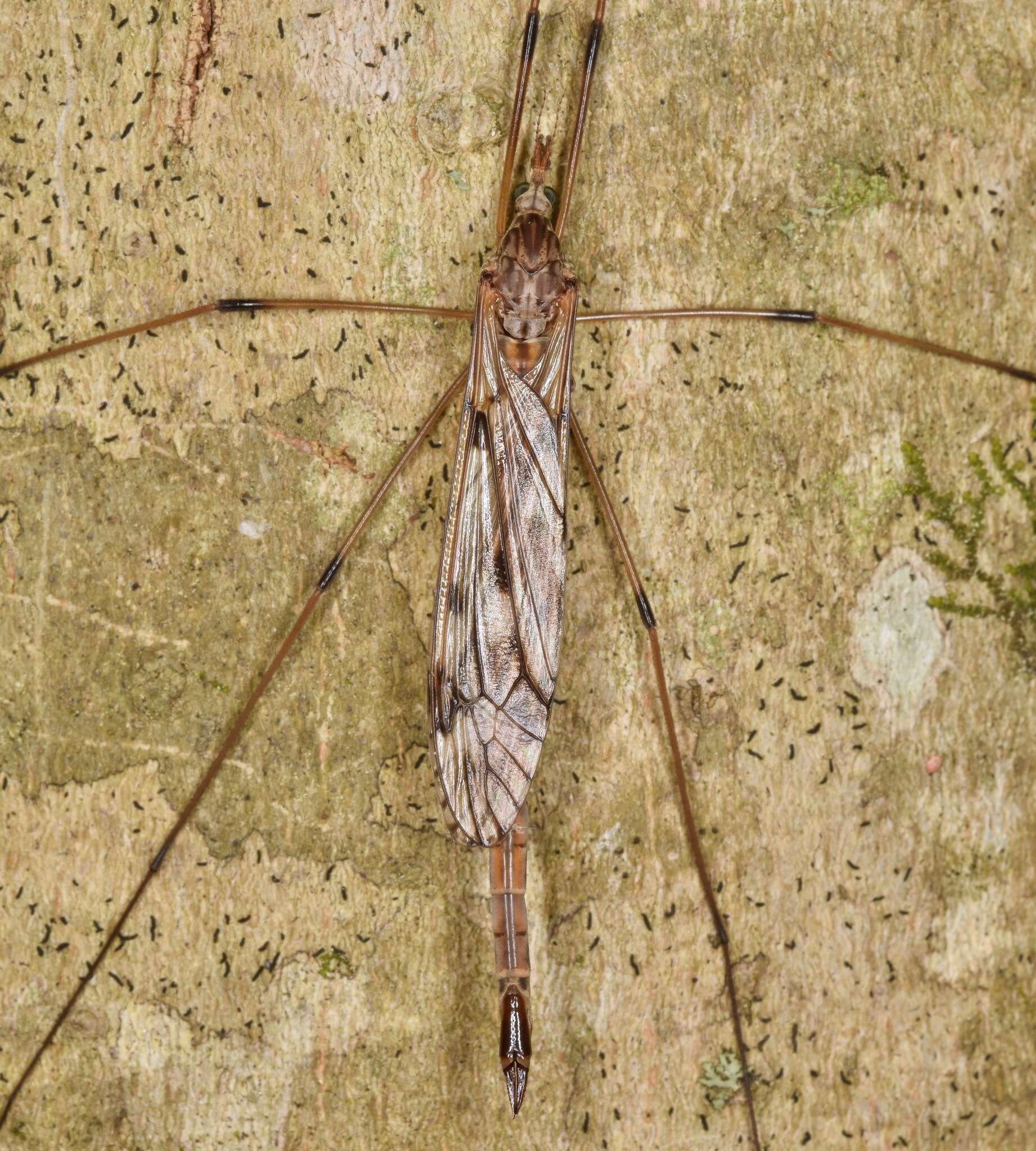 Image of Tipula (Vestiplex) longiventris Loew 1863