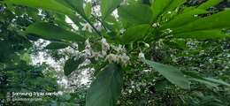 Image of Solanum corumbense S. L. Moore