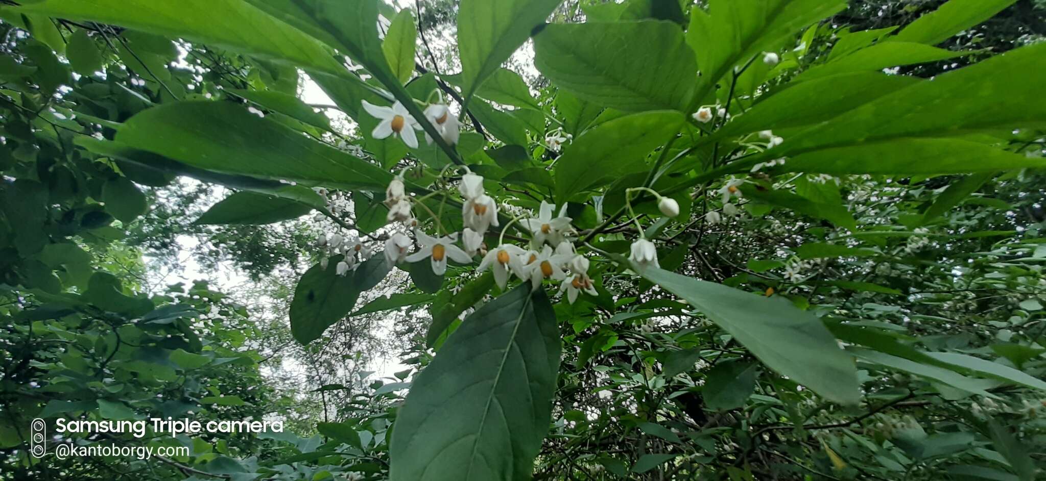 Plancia ëd Solanum corumbense S. L. Moore