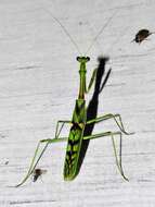 Image of African praying mantis